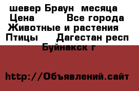 шевер Браун 2месяца › Цена ­ 200 - Все города Животные и растения » Птицы   . Дагестан респ.,Буйнакск г.